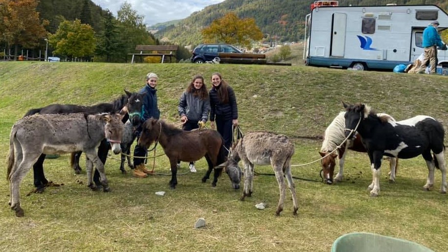 Sono 30 gli asini rimasti di Aosta: li potrete vedere all’Ippokampo Stable!
