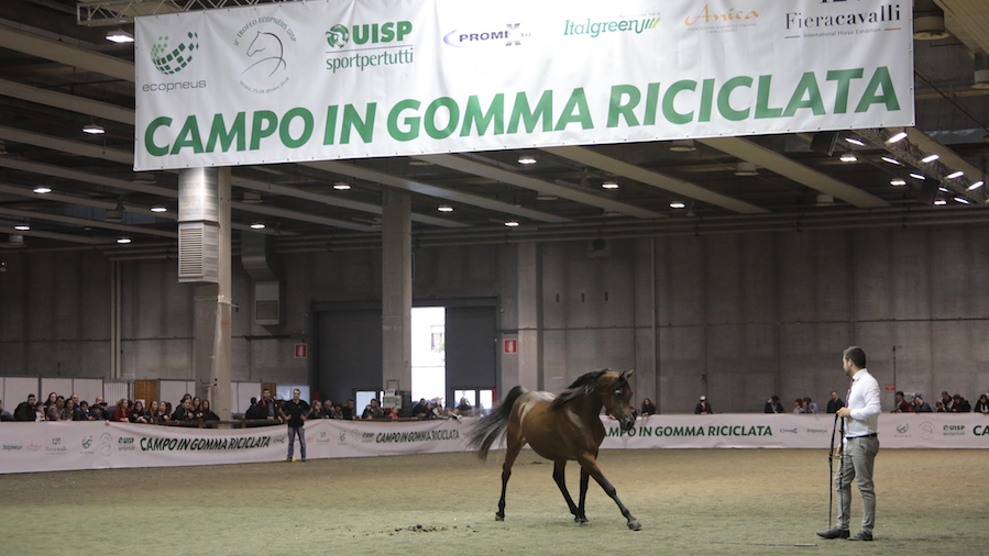 Superfici in gomma riciclata per il benessere del cavallo sportivo