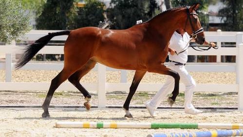 Master del cavallo Italiano: la regina delle 3 anni è M.Gea dei Settemerli, cavalla Maremmana
