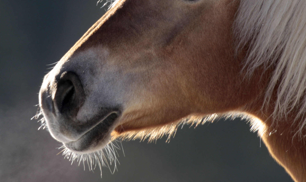 Rasatura? Vietata dalla Fei