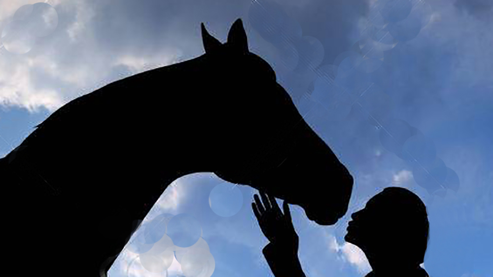 Il cavallo non gradisce e gli stacca il naso