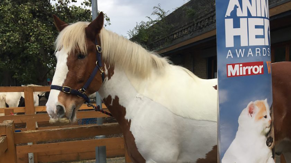 Il cavallo dell’anno si chiama Splash
