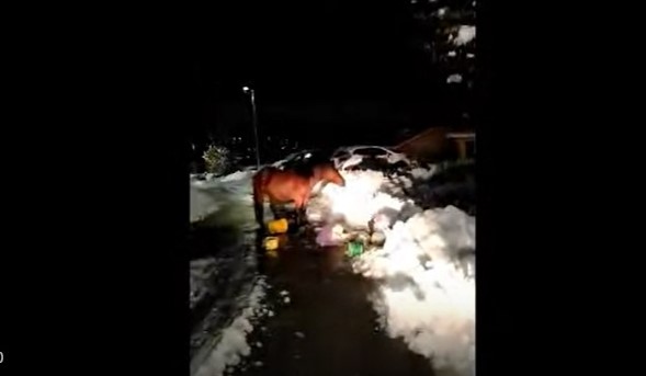 Lecco, due cavalli in fuga arrestati da Carabinieri e Polizia locale