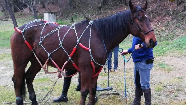 Friuli, cadono in un burrone: illeso il cavallo, frattura per il cavaliere