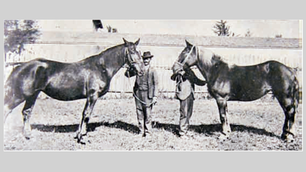 Il cavallo veneto: campione olimpico nel 400 a.C.