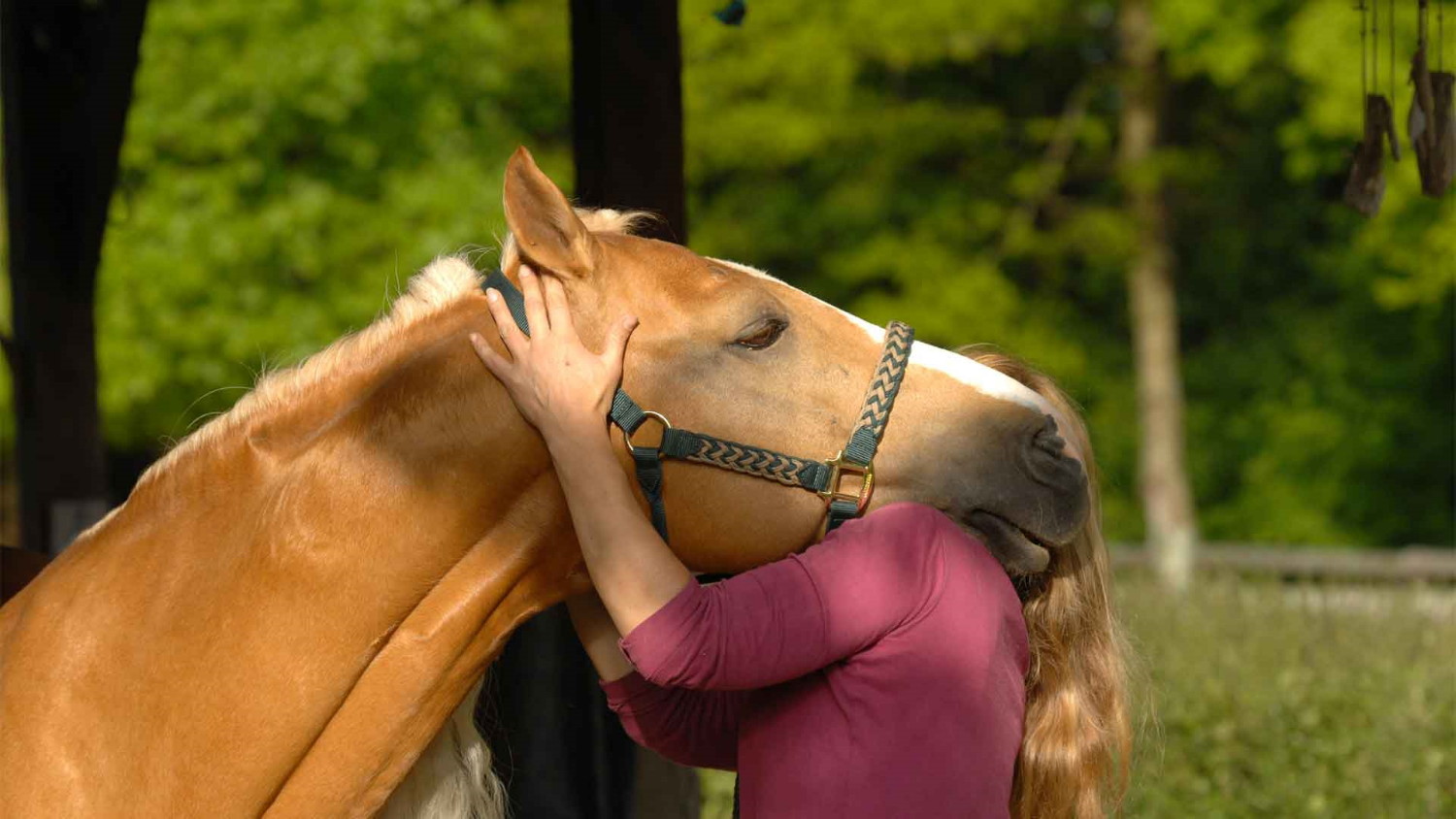 Un cavallo per Saper Essere