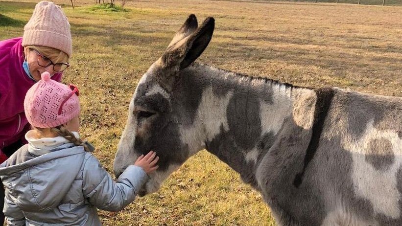 Sequestro d Etroubles: il Tribunale di Aosta ordina di restituire asini e pony maltrattati