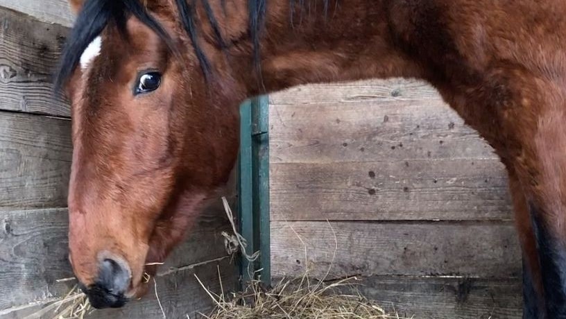 Marcoré, storia senza lieto fine per un cavallo della Calvana