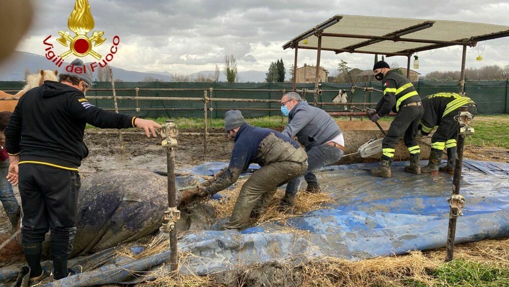 Maneggio allagato, cavallo salvato: dai Vigili del Fuoco