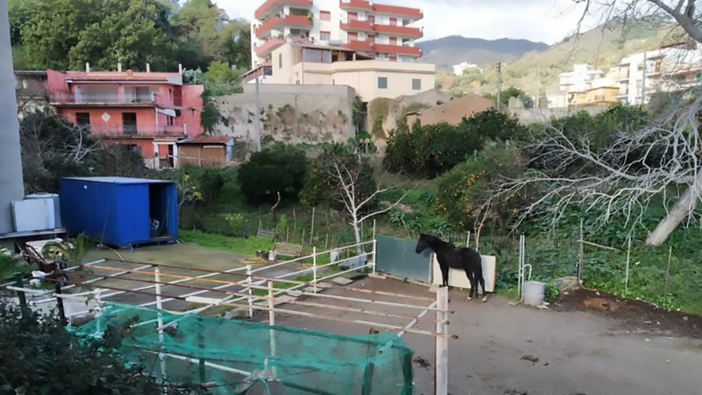Cavalli fantasma: una piaga a Messina