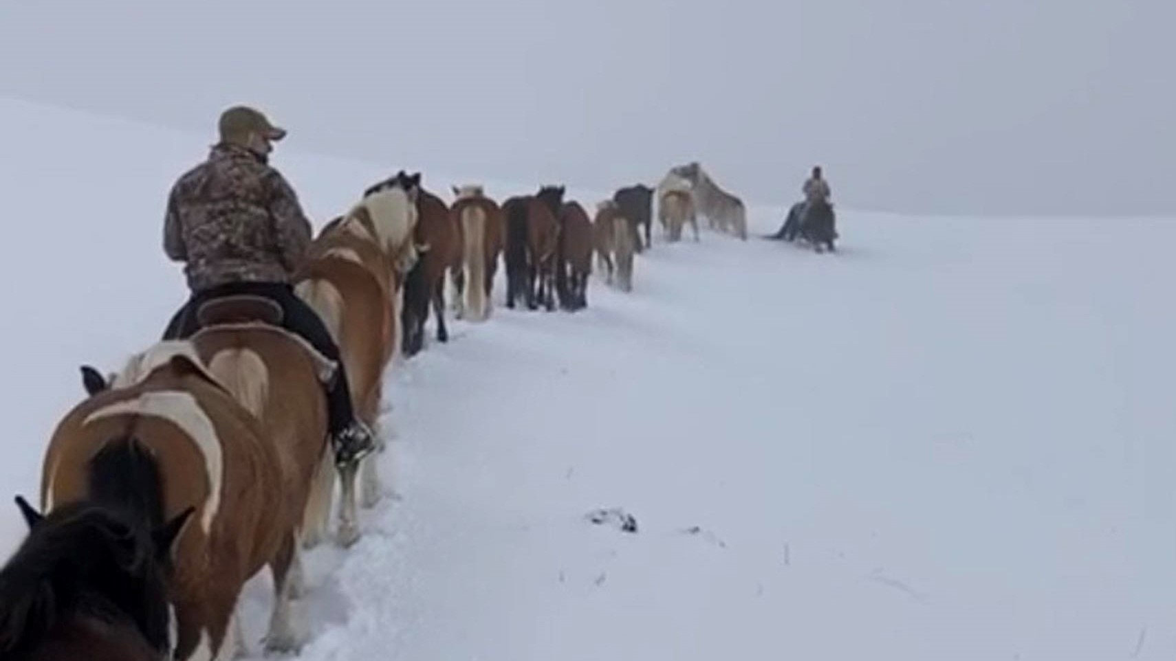 Da Castelluccio a Norcia: i cavalli dei Brandimarte nella neve