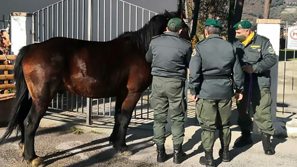 Cavalli in ‘libera uscita’?