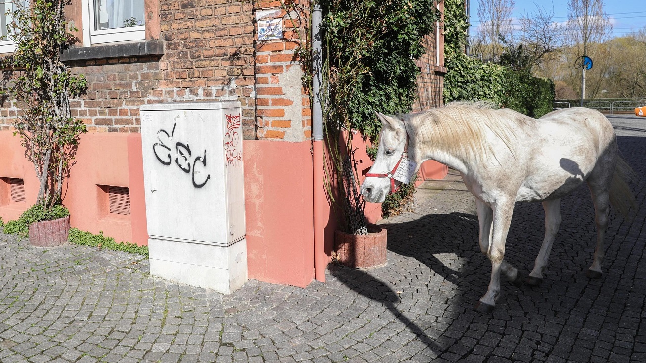 Jenny, la cavalla che passeggia da sola