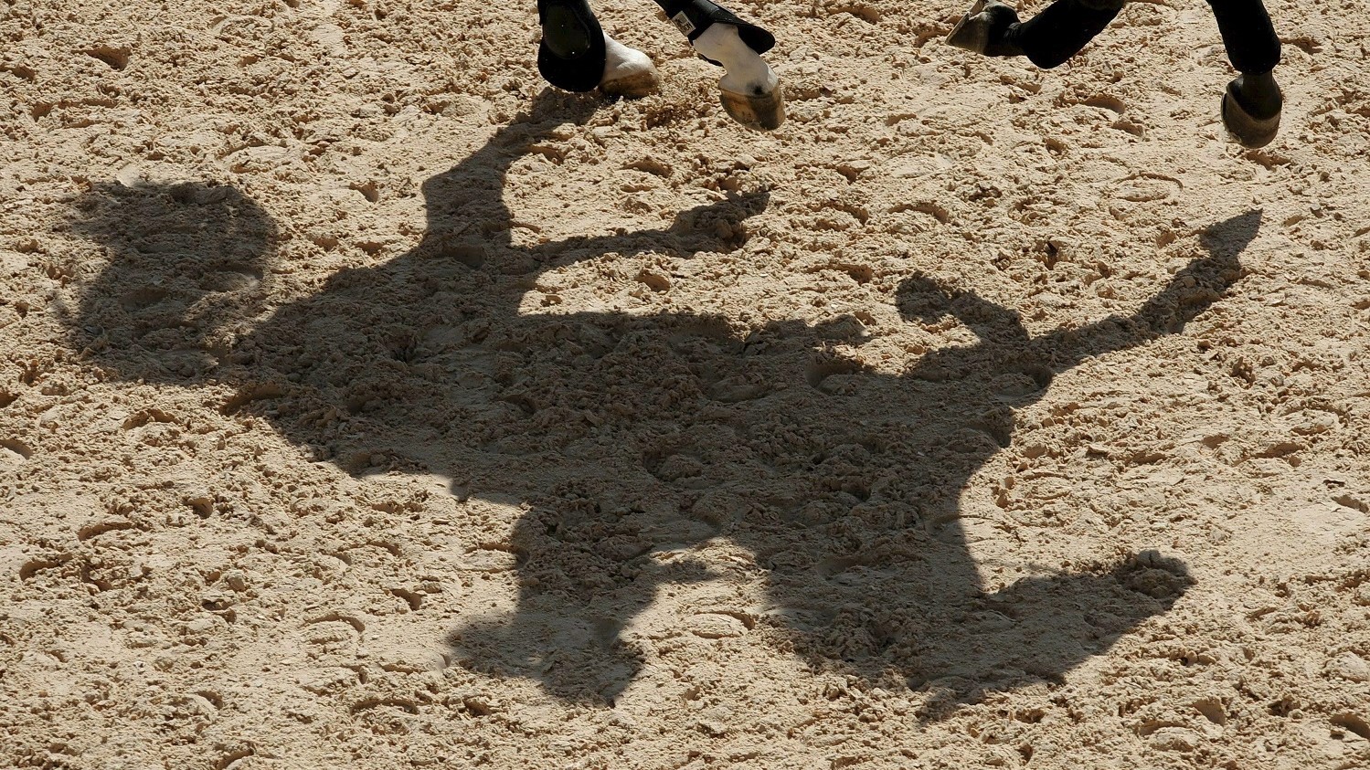 Il cavallo più bello del mondo: e per te qual è?