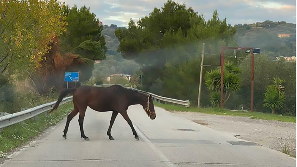 Cavalli in strada: una piaga dilagante