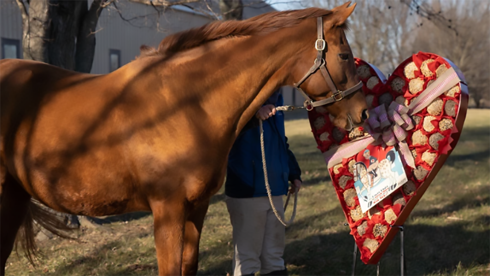 San Valentino: cavallo mon amour