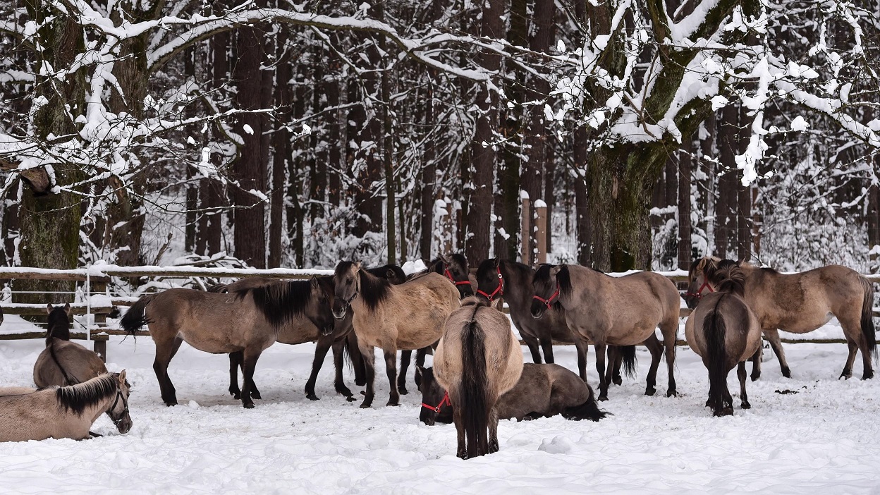 Cavalli primitivi? in Polonia ce n’è ancora uno