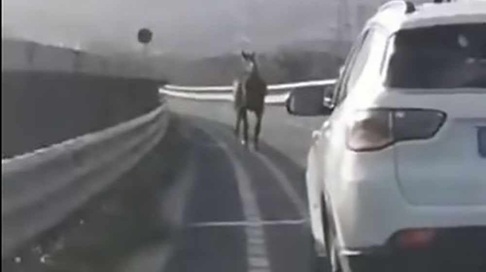 Cavalli per strada a Roma e Napoli. Un morto