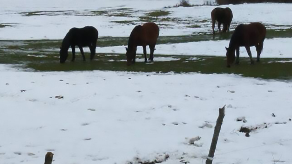 Il cavallo Pentro e il confronto istituzionale