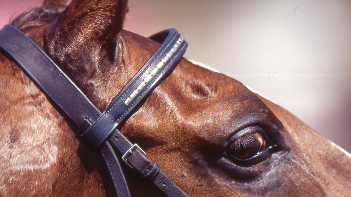Ehv-1: tutto quello che è necessario sapere secondo la Fei