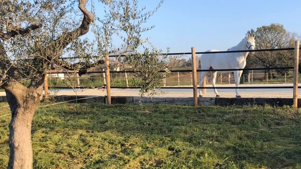Da Agri-Zoo la recinzione migliore per il tuo campo in sabbia