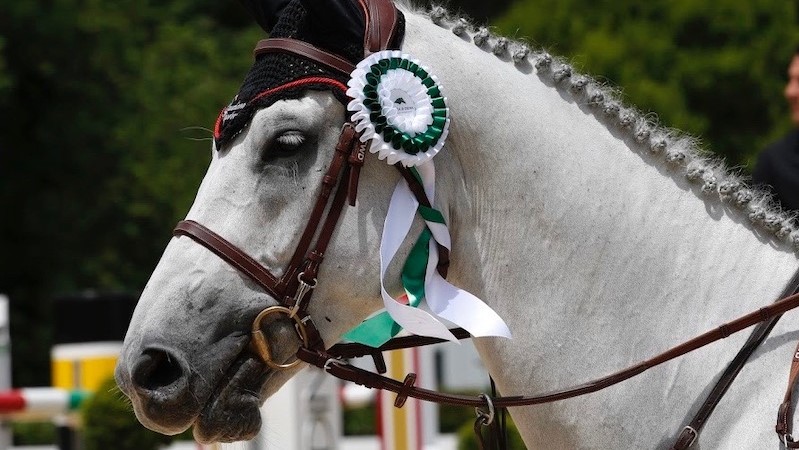Lo dice la Gazzetta Ufficiale: il cavallo è un atleta