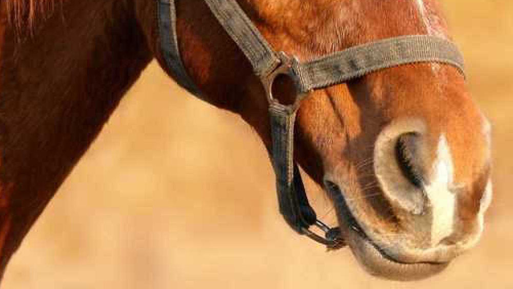 EHV-1: anche gli Stati Uniti segnalano il primo caso