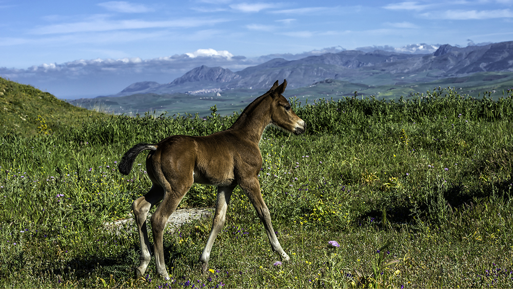 Il siciliano: un puledro di razza…
