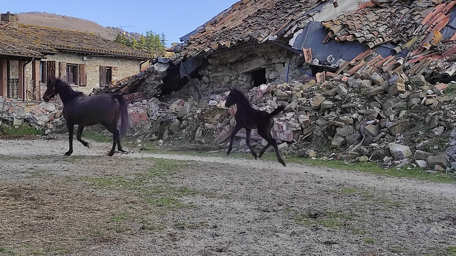 Trotta, trotta puledrino che Primavera arriva sempre