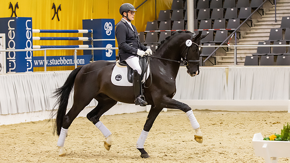Verden auction top price sympatico