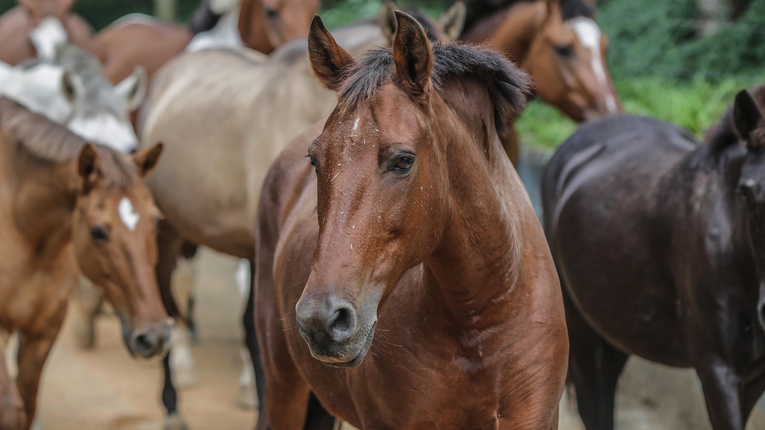 Brasile: indagine sugli anticorpi Covid prodotti dai cavalli