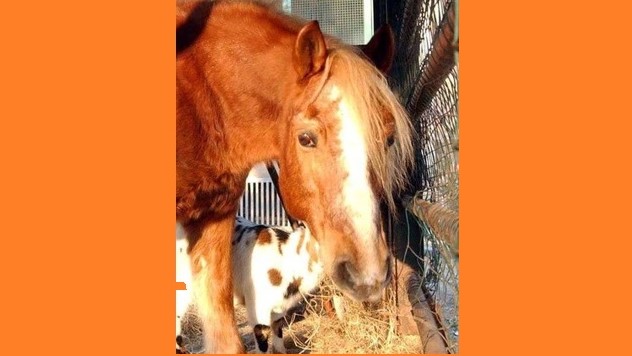 Pesaro, cavallo fuggito: evasione breve…e salata!