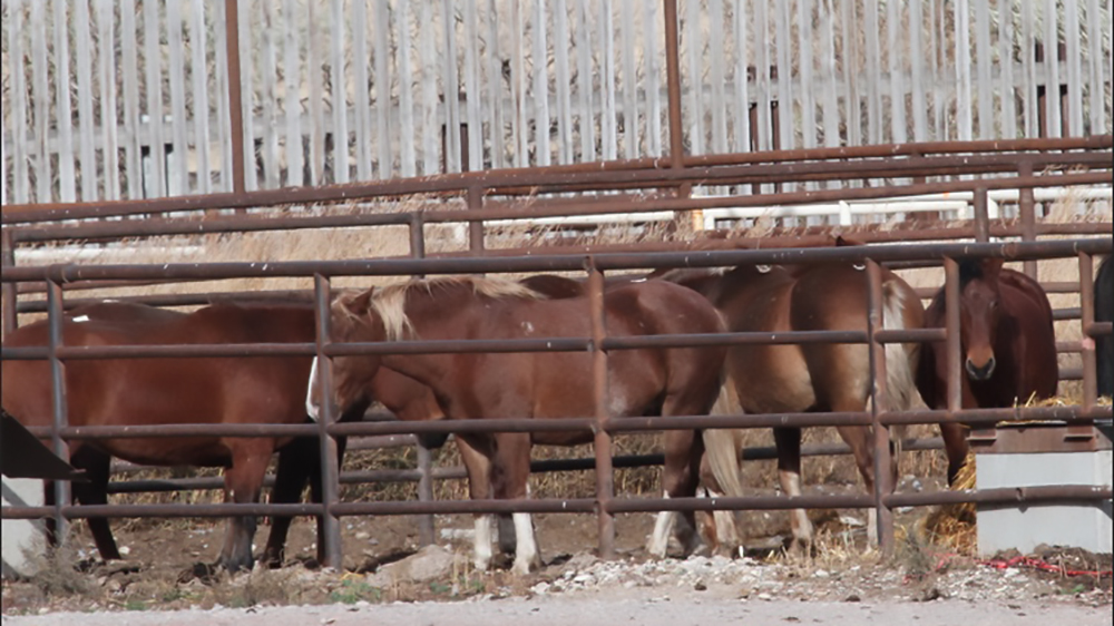 cavalli in tavola dal canada al giappome