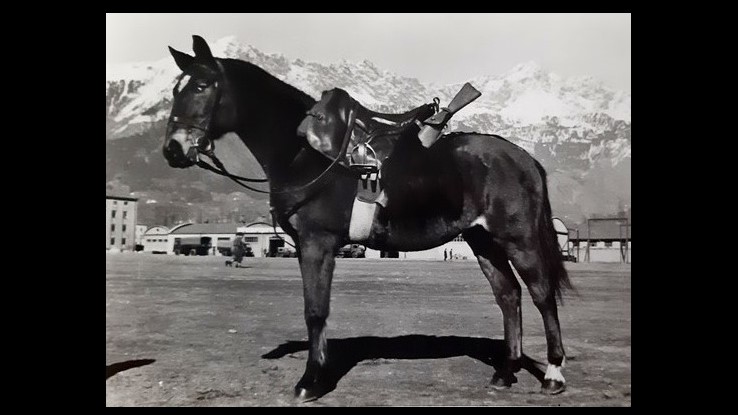 Steppa Bianca: la storia di Albino, cavallo da guerra