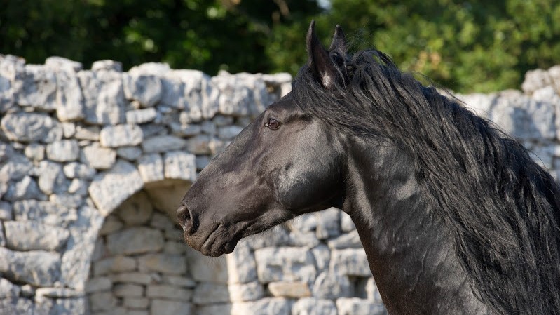 Anamf, obiettivo Libro raggiunto: ora tutti insieme per il cavallo delle Murge