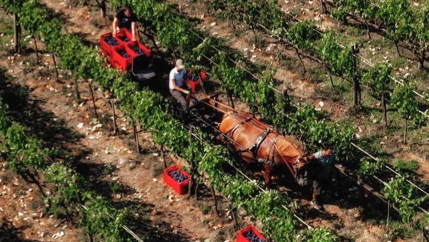 Caitpr in vigna: esperienze sul campo a Montalcino