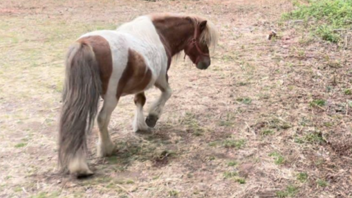 Vogliono sfrattare il pony: scende in campo l’assessore e lo difende