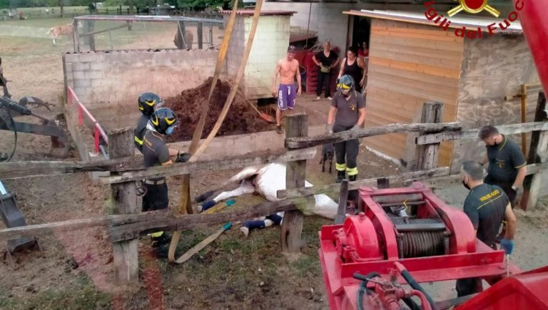 Pordenone, cavallo di 29 anni salvato dai VvF: era finito nella…letamaia