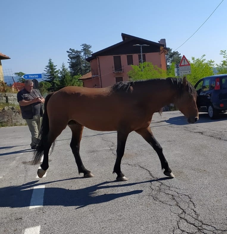cavalli santalberto bargagli