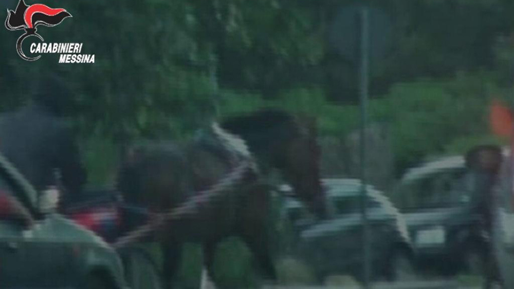 carabinieri_Messina_cavalli
