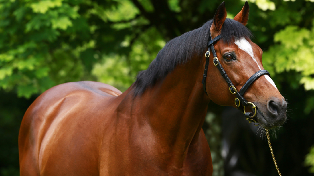 Galileo_Coolmore