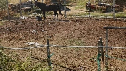 Cavallo evade dal paddock, fermato sulla superstrada Ascoli-Mare