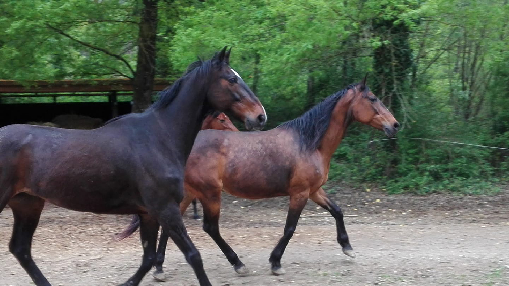 Nibbio Alato: la fatica delle donazioni