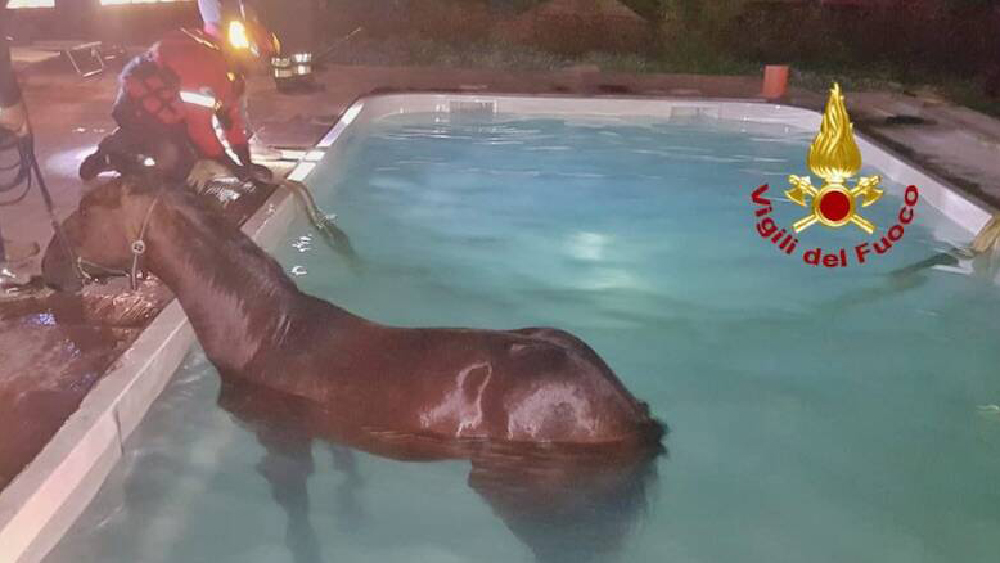 Fa caldo: cavallo in piscina in Sardegna