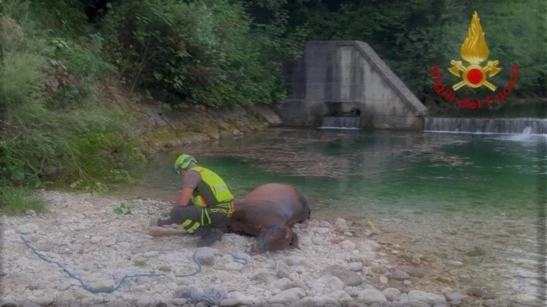 Tarcento: cavallo scivola da un sentiero, muore nonostante i soccorsi