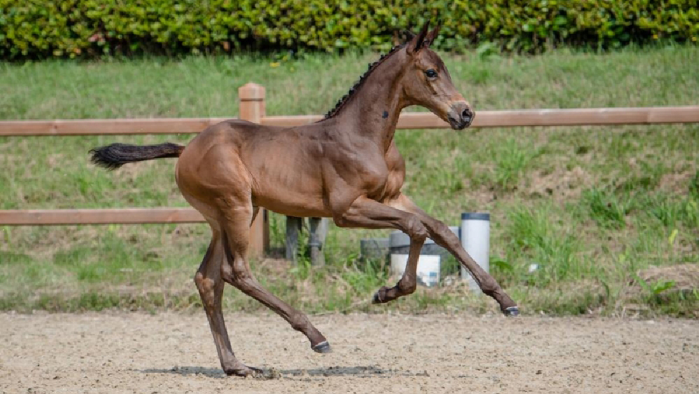 Auction: 32.000 euros for nephew Explosion W