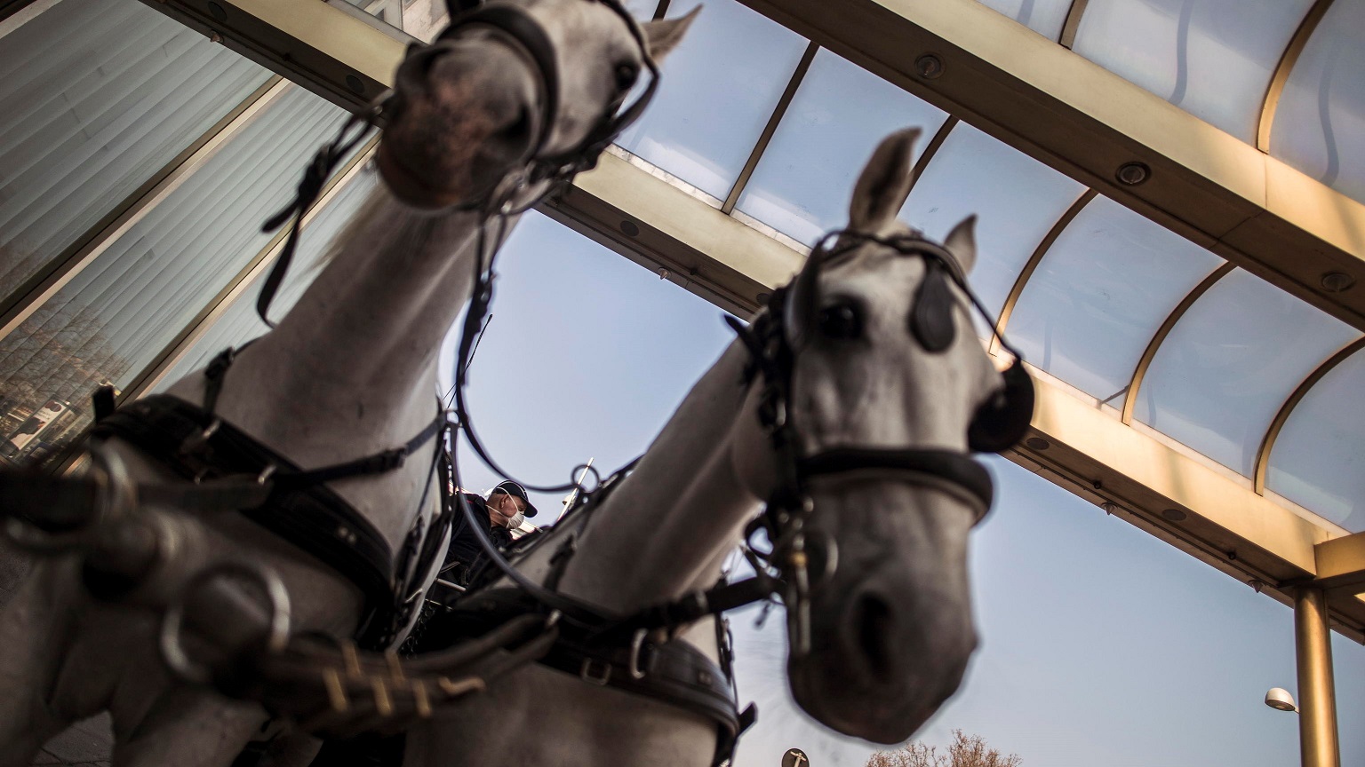 Horse Angels: il ritorno dei cavalli da lavoro in Europa