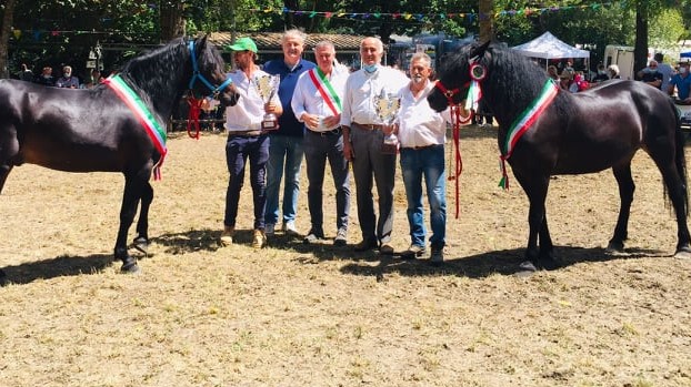 Mostra nazionale del cavallo Bardigiano: siamo tornati!