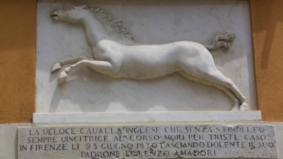 La cavalla amatissima di Amadori
