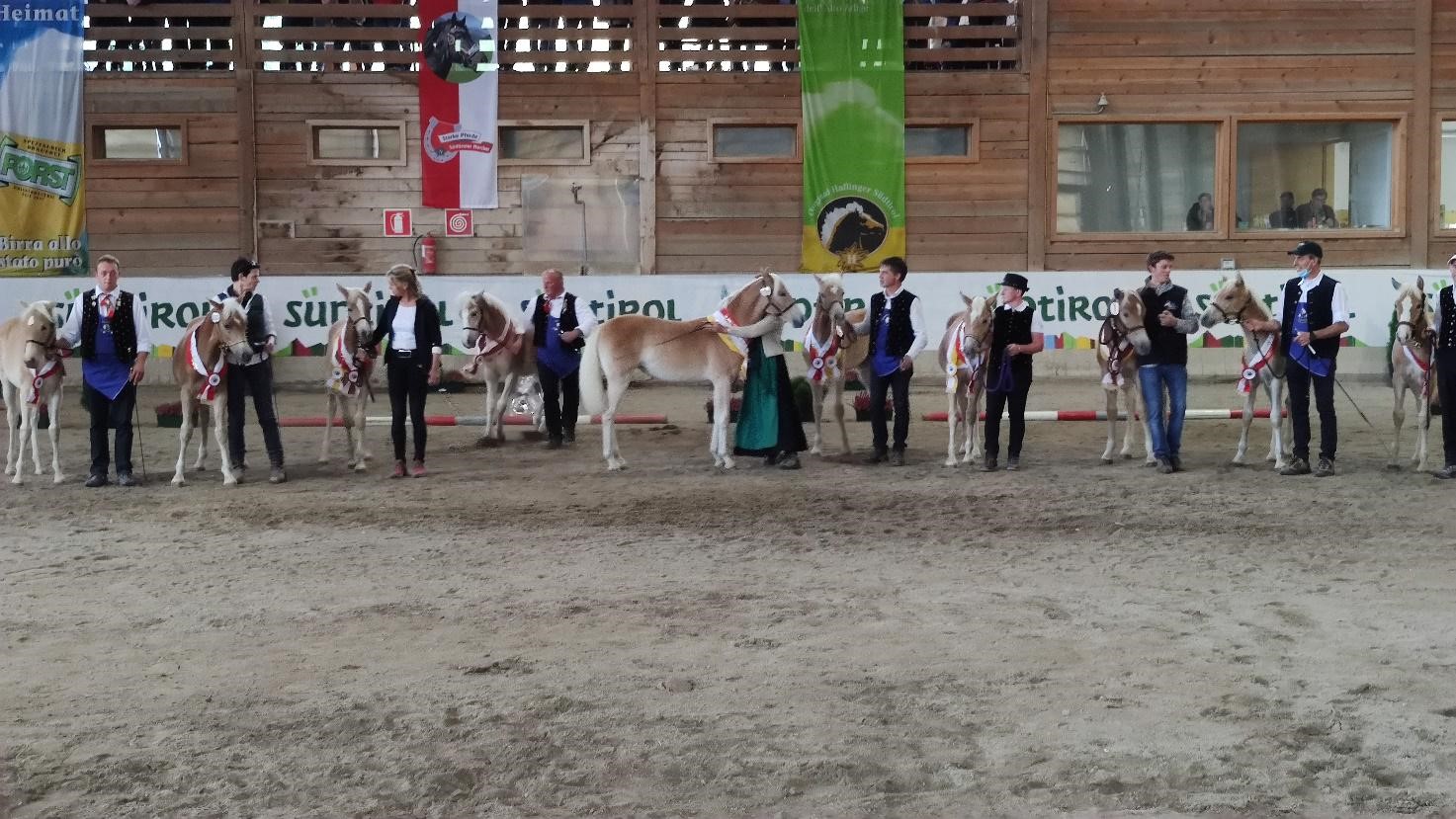 Allevatori: cosa fare per lo sport? Selezionare Haflinger sempre più adatti!